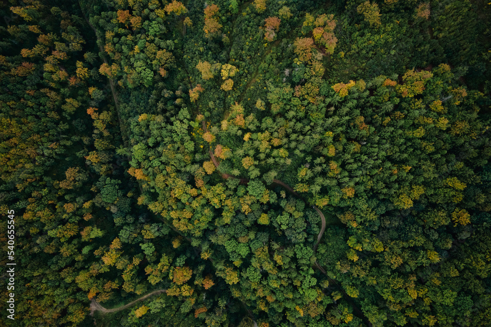 Top view of beautiful autumnal forest. Background of colored trees in woodland Top view of beautiful autumnal forest. Background of colored trees in woodland