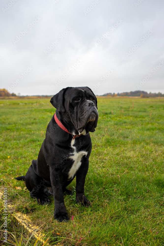big Italian mastiff dog sitting on green grass against the backdrop of the mountain landscape of the autumn Altai at sunny day big Italian mastiff dog sitting on green grass against the backdrop of the mountain landscape of the autumn Altai at sunny day