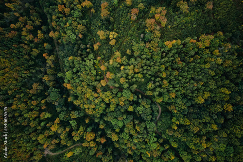 Top view of beautiful autumnal forest. Background of colored trees in woodland