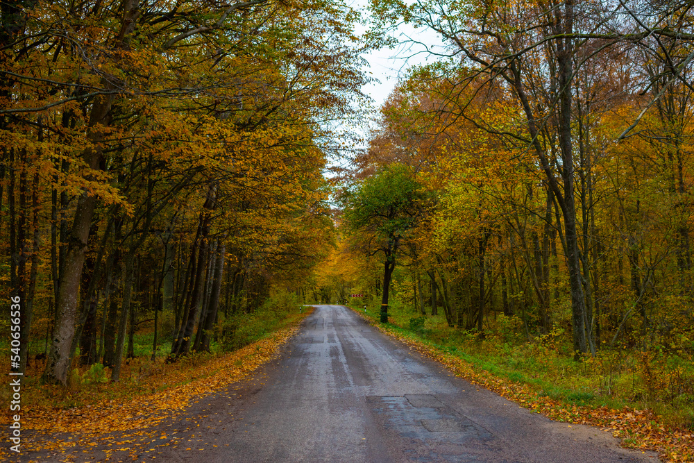 Asphalt road in the dazzling beauty of autumn colors.