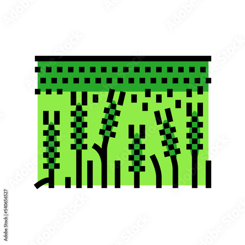 field barley green color icon vector. field barley green sign. isolated symbol illustration