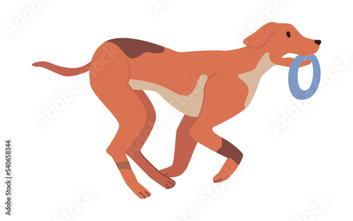Dog life and active lifestyle, isolated playful domestic pet bringing back toy to master. Playful puppy running fast, canine animals. Vector in flat style © Sensvector