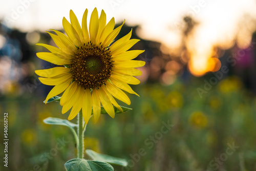 A close-up view of the beautiful blooming yellow sunflowers against the orange bokeh.