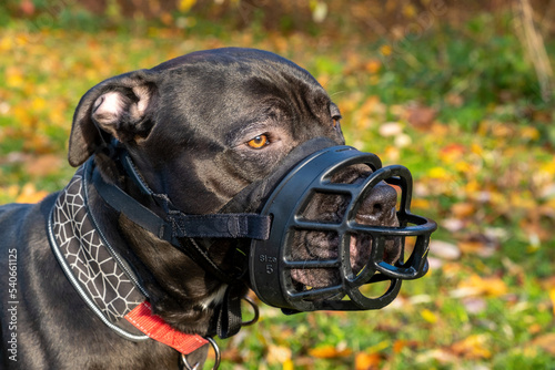Photographie Pit bull terrier in muzzle