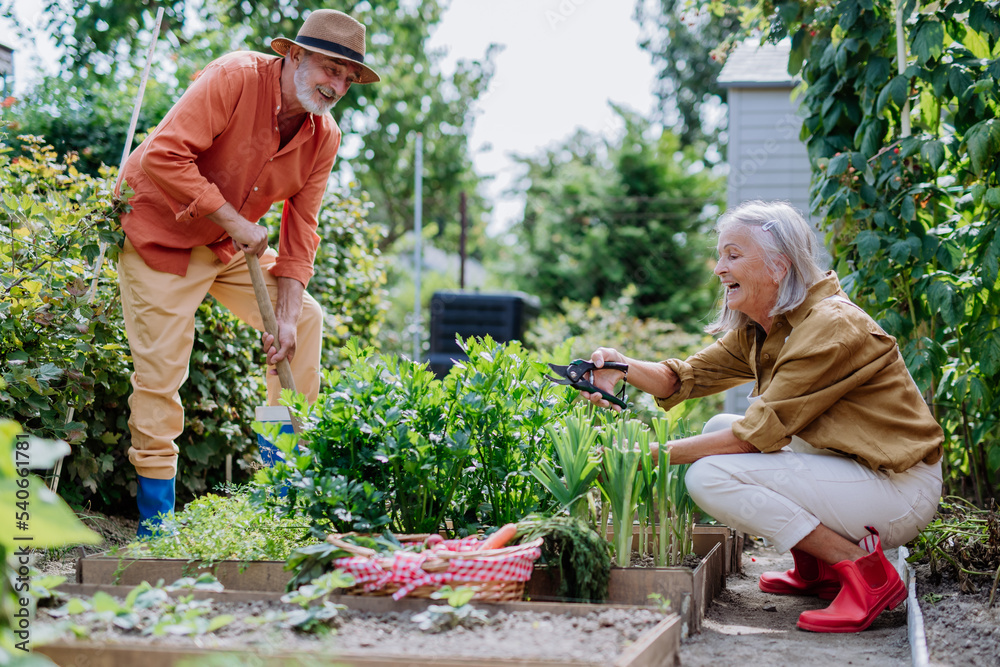 Happy senior couple working and harvesting vegetables from their garden. Happy senior couple working and harvesting vegetables from their garden.