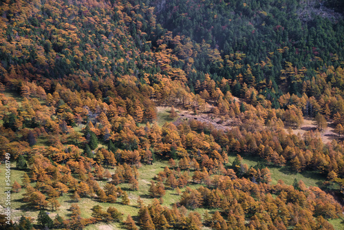 紅葉のグラデーション