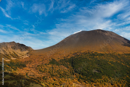 黄金のカラマツ