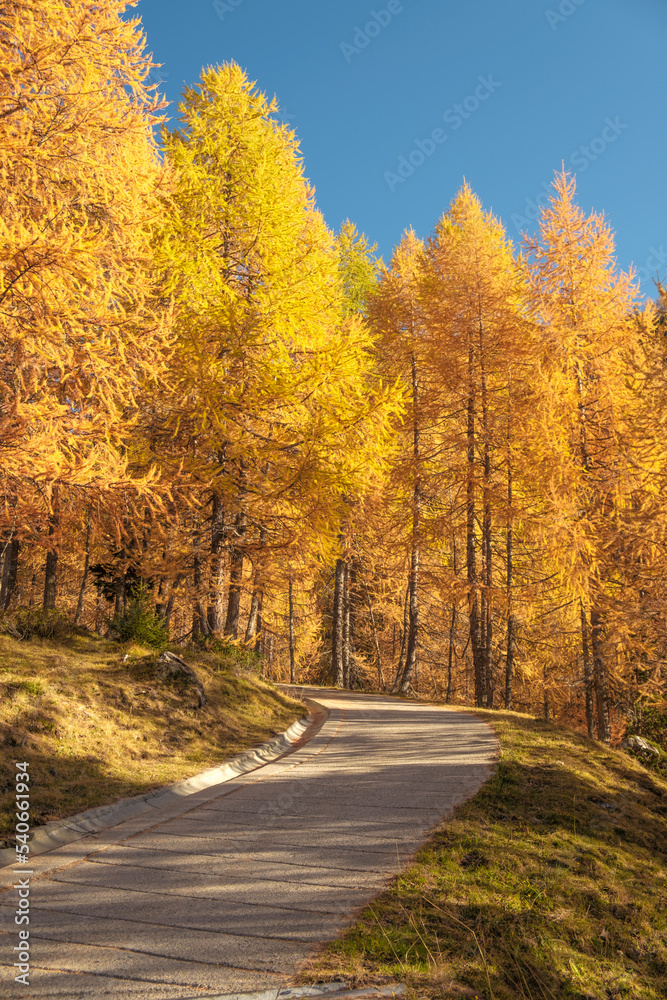 Obraz premium Colori autunnali, Valtellina, LOMBARDIA, Italia
