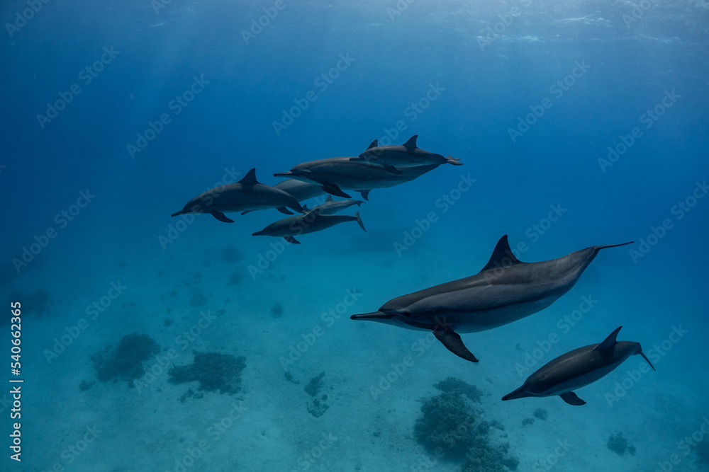 Obraz premium Dolphins swimming in the national park in Egypt Satay reef.