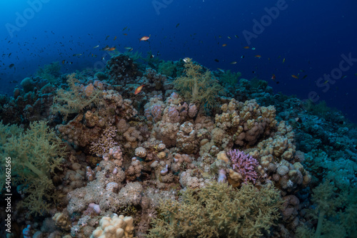 Fototapeta Naklejka Na Ścianę i Meble -  Coral reef fish in the Red Sea, Egypt