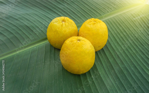 The yellow ripe oranges lay on the green leaves with the golden sun shining brightly as a healthy fruit as a nourishing food.