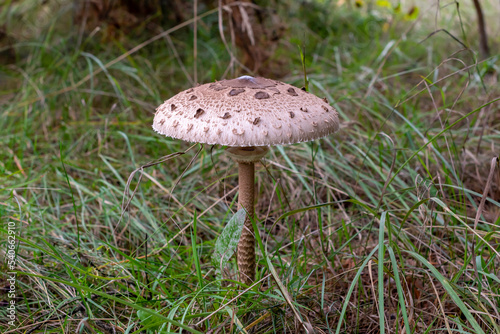 Umbrella mushroom grows in the forest.Macrolepiota procera