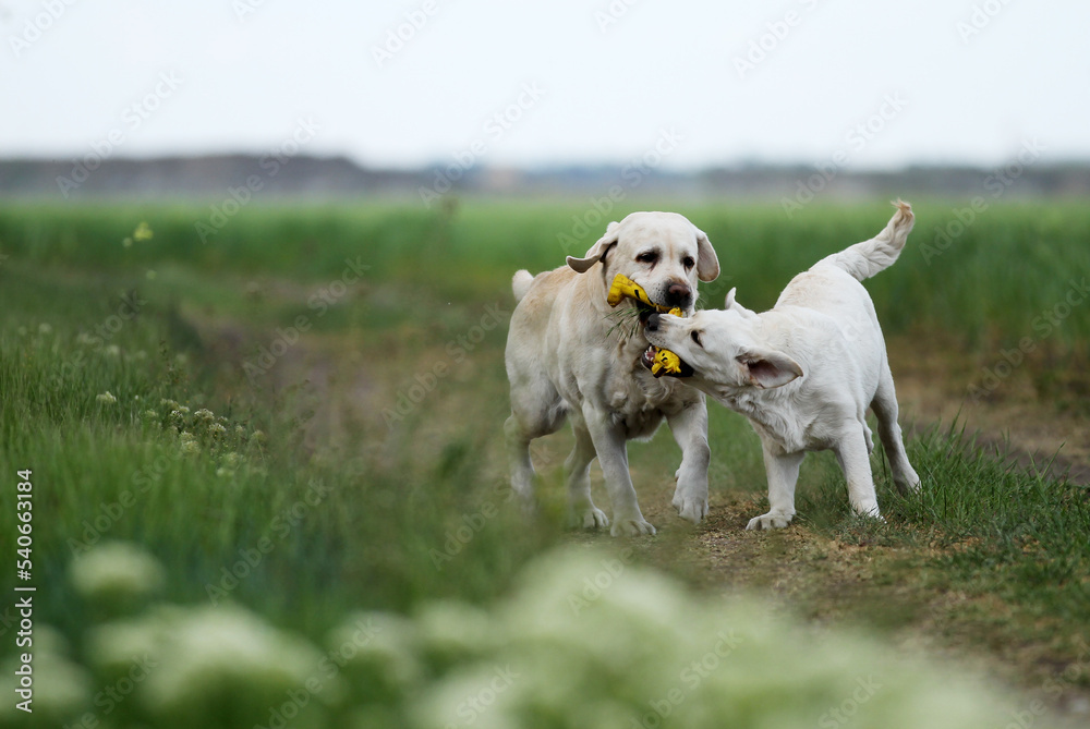 two nice yellow labrador retriever in summer in the field