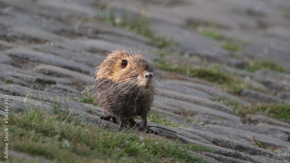 Nutria Myocastor Coypus foraging aquatic plants along rivers edge Nutria Myocastor Coypus foraging aquatic plants along rivers edge