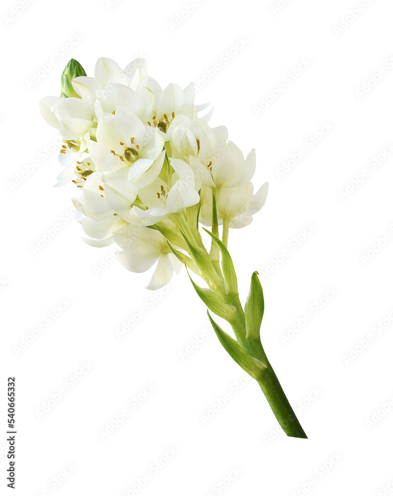 Fototapeta premium White ornithogalum flowers isolated