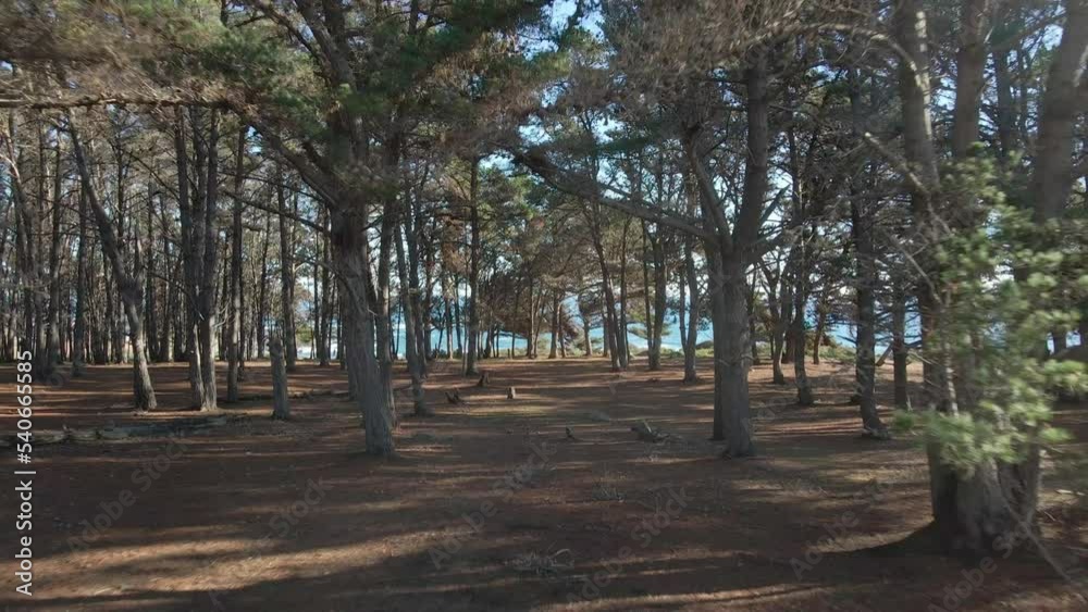 Pine forest on a cinematic shoot with aerial drone on the beach of el Canelo on Algarrobo, quinta región de San Antonio, Chile, Febuary 2022 Pine forest on a cinematic shoot with aerial drone on the beach of el Canelo on Algarrobo, quinta región de San Antonio, Chile, Febuary 2022