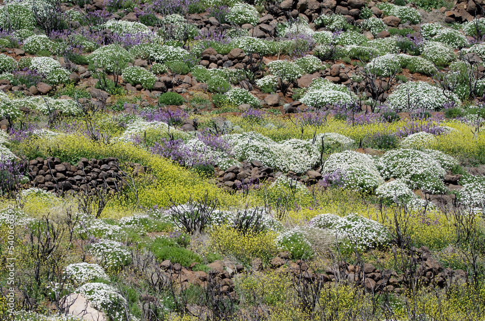 Rural landscape with flowering plants. Las Cumbres Protected Landscape. Gran Canaria. Canary Islands. Spain.