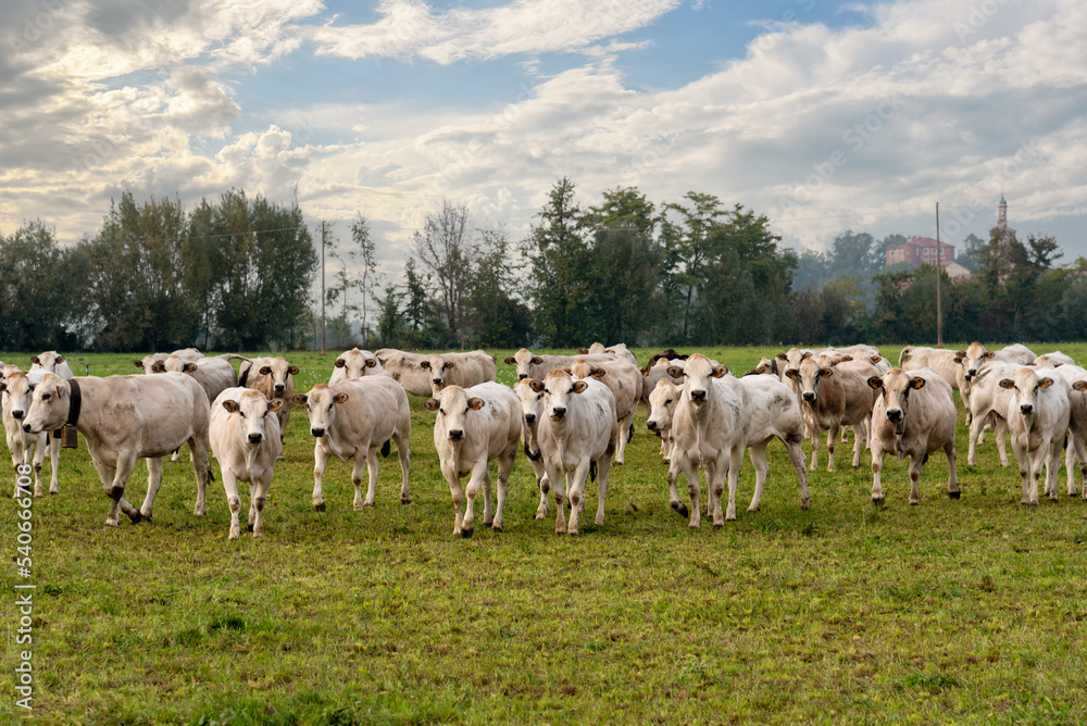 Piedmontese Fassona breed cows grazing in the countryside near Fossano, Cuneo province, Piedmont, Italy