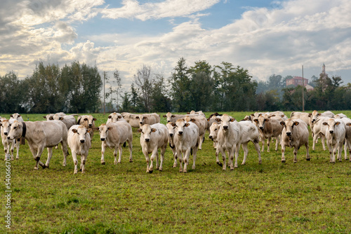 Piedmontese Fassona breed cows grazing in the countryside near Fossano, Cuneo province, Piedmont, Italy