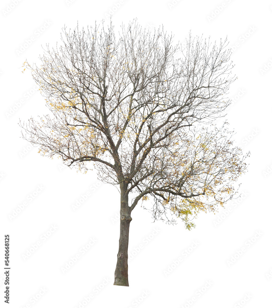 tree isolated on white background. single autumn tree isolated on white background. tree isolated on white background. single autumn tree isolated on white background.
