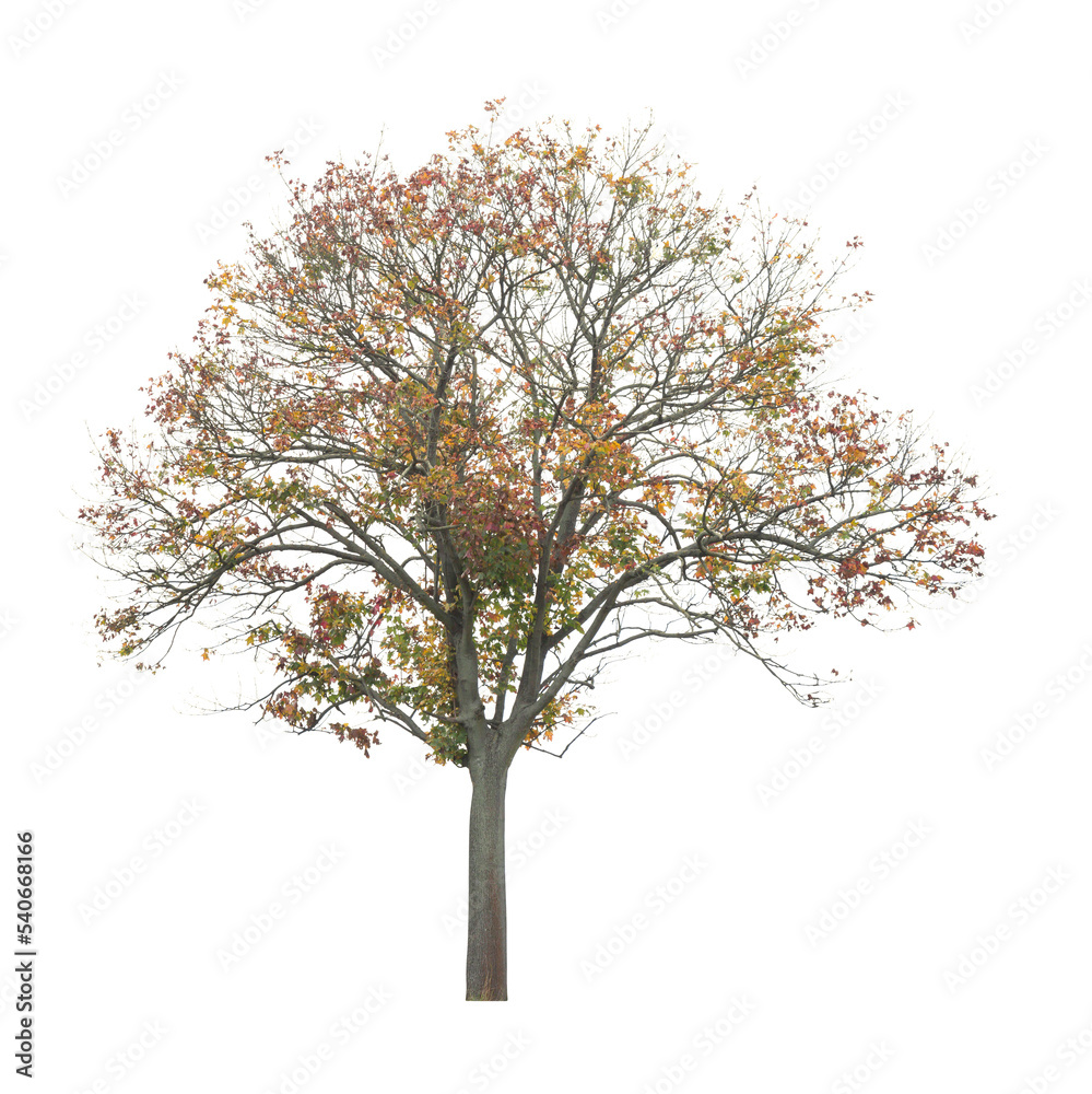 tree isolated on white background. single autumn tree isolated on white background.