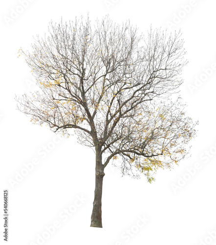 tree isolated on white background. single autumn tree isolated on white background.