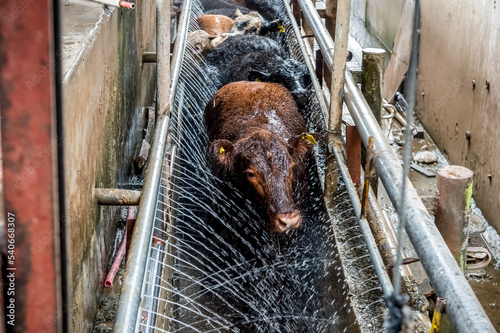 Slaughterhouse Cows On Beef Meat Production Slaughter Of Cows Stock Slaughterhouse Cows On Beef Meat Production Slaughter Of Cows Stock