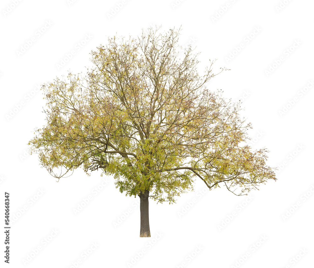tree isolated on white background. single autumn tree isolated on white background. tree isolated on white background. single autumn tree isolated on white background.