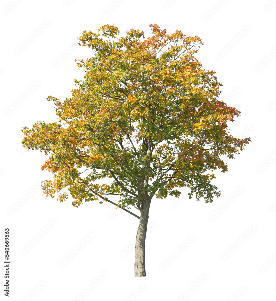 tree isolated on white background. single autumn tree isolated on white background. tree isolated on white background. single autumn tree isolated on white background.