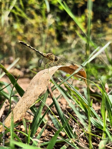 dragonfly on a grass || vinay photography photo