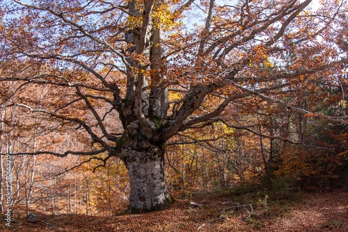 autumn colors in the apennines frignano park and corno alle scale church madonna del faggio and monte acuto modena bologna photo