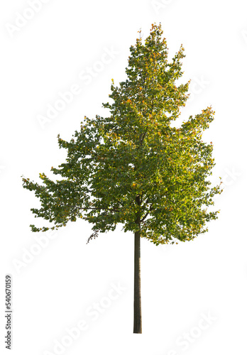 tree isolated on white background. single autumn tree isolated on white background.