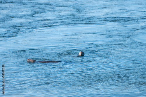 Freilebende Seehunde am Brouwersdam in Zeeland