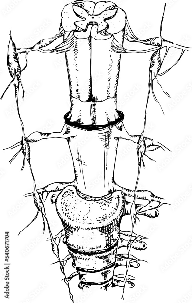 Human skeleton, spine vector sketch isolated illustration. Hand drawn ...
