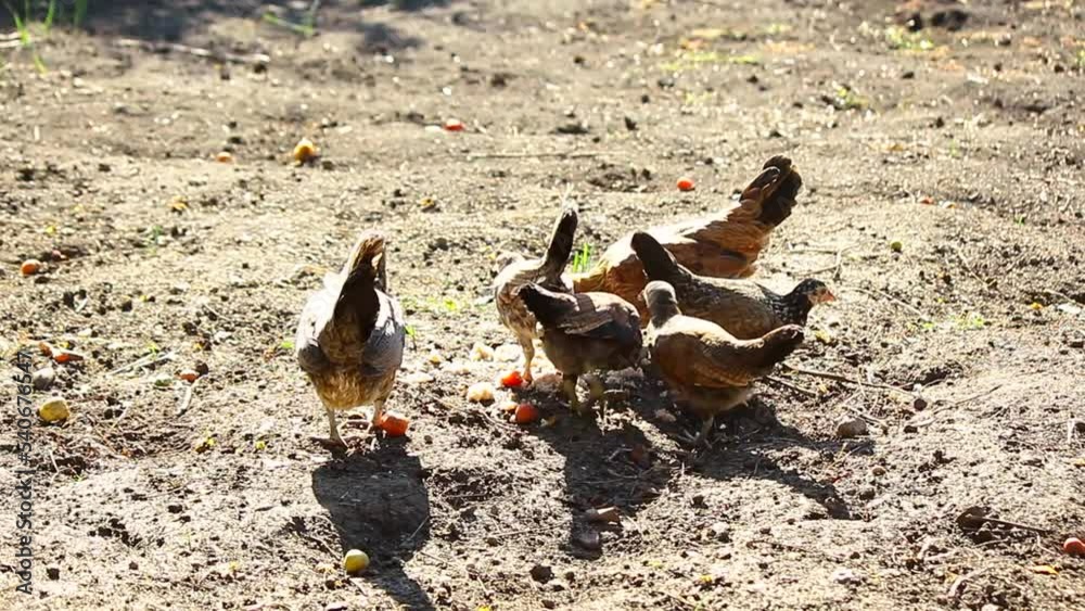 Domestic chickens on a poultry farm in Italy. little chickens, together