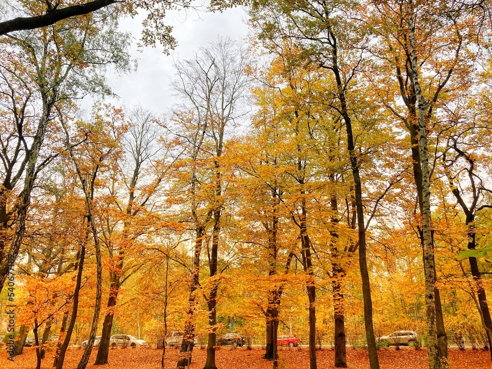 Autumn forest and colourful trees in the park. Colourful leaves on trees and on the ground. Bench in the park in trees. Red, orange and yellow leaves and trees. Sunny day walking in the park.
Autumn forest and colourful trees in the park. Colourful leaves on trees and on the ground. Bench in the park in trees. Red, orange and yellow leaves and trees. Sunny day walking in the park.