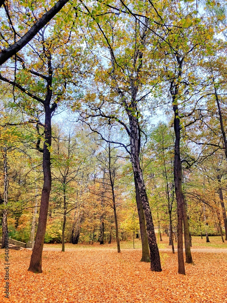 Fototapeta premium Autumn forest and colourful trees in the park. Colourful leaves on trees and on the ground. Bench in the park in trees. Red, orange and yellow leaves and trees. Sunny day walking in the park.