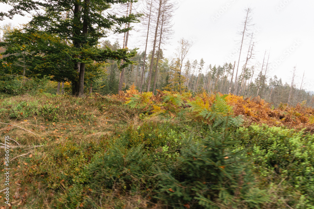 Fototapeta premium Forest after natural catastrophy, trees dying of bark beetles invasion and/or wildfire in Czech Republic, National Park, Bohemian Switzerland, České Švýcarsko