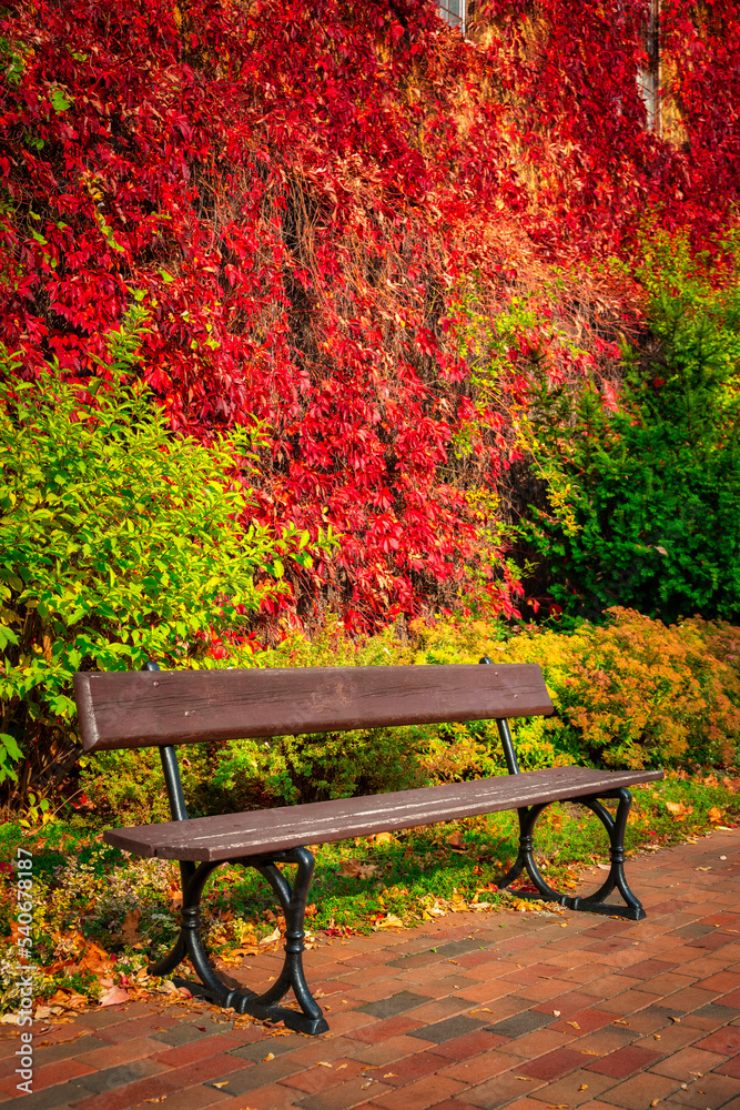 The autumn scenery of the park in Gdansk with a wall covered with red ivy leaves. Poland The autumn scenery of the park in Gdansk with a wall covered with red ivy leaves. Poland