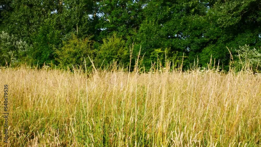 A panning shot of long grasses wave gently in a light breeze on a summer day - taken on land being left uncultivated as part of a rewilding project in England, UK. A panning shot of long grasses wave gently in a light breeze on a summer day - taken on land being left uncultivated as part of a rewilding project in England, UK.