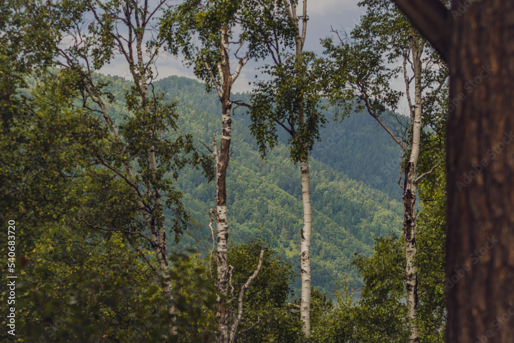 Obraz premium trees in the forest