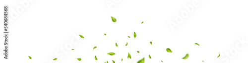 Green flying leaves frame. Vegan, organic cosmetic border. Leaf falling banner. Wave foliage ornament. Eco, bio design element. Fresh tea background. Beauty product. Vector illustration