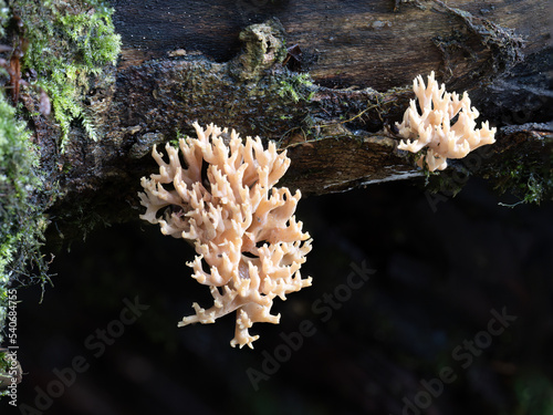 Coral fungus. Clavulina. UK.