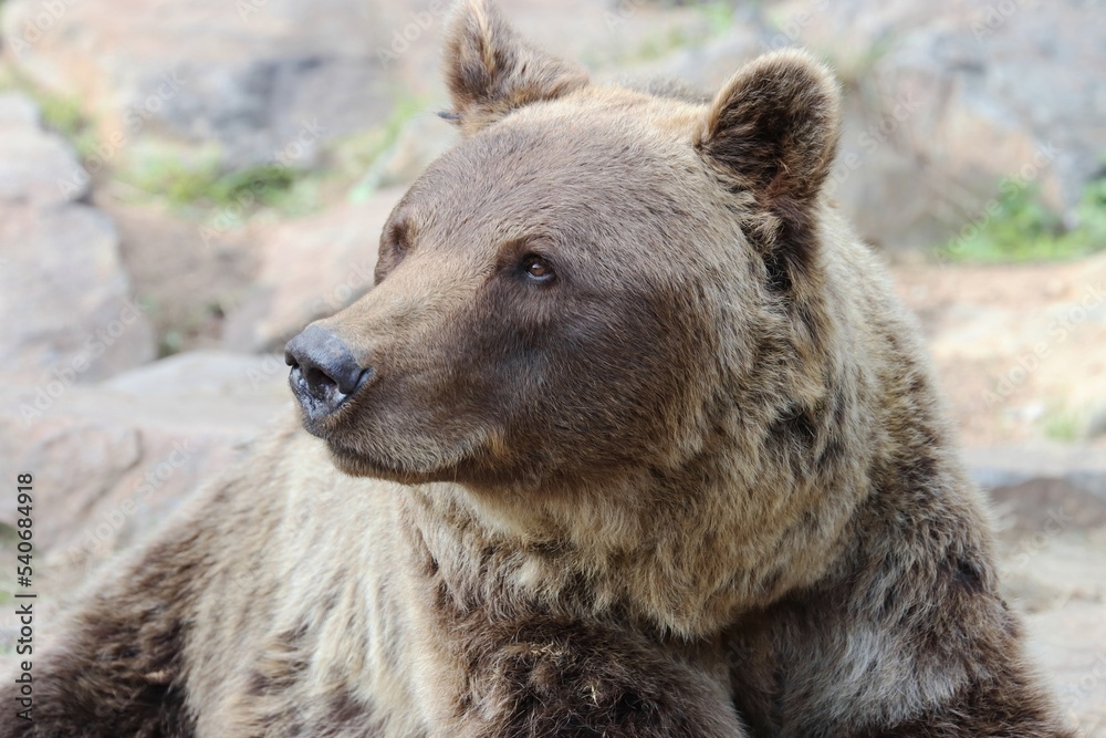 Russian brown bear portrait