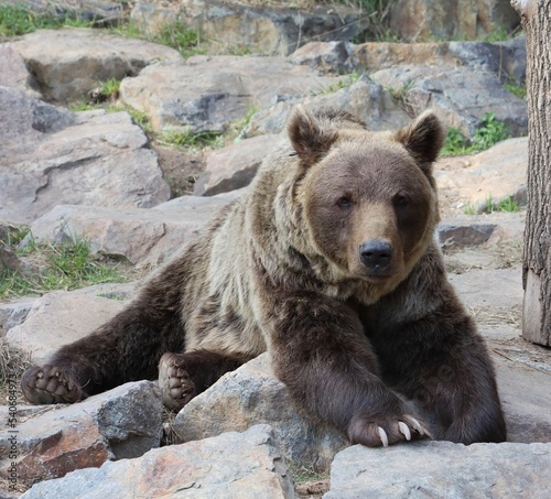 Russian brown bear portrait