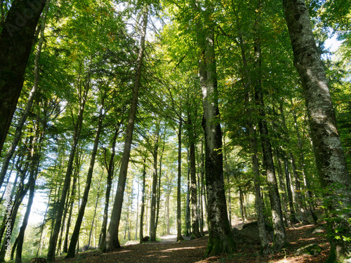 Hotzenwald im S  dschwarzwald - Hotzenpfad richtung Pirschweg   Klingenfelsen und Waldberg. Dichter Wald aus hohe Tannen und Buchen