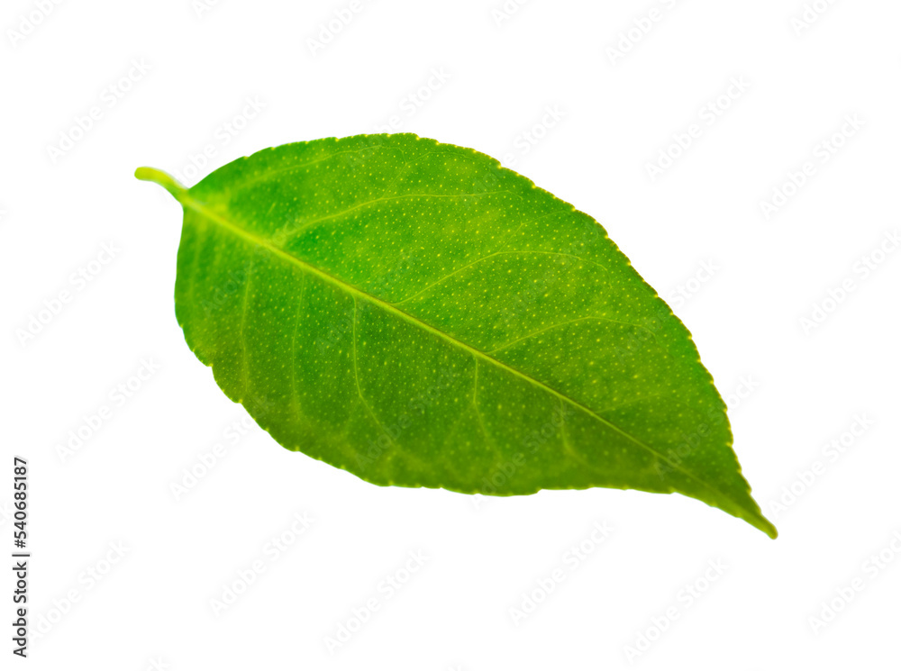 Obraz premium Isolated green lemon leaf on white background