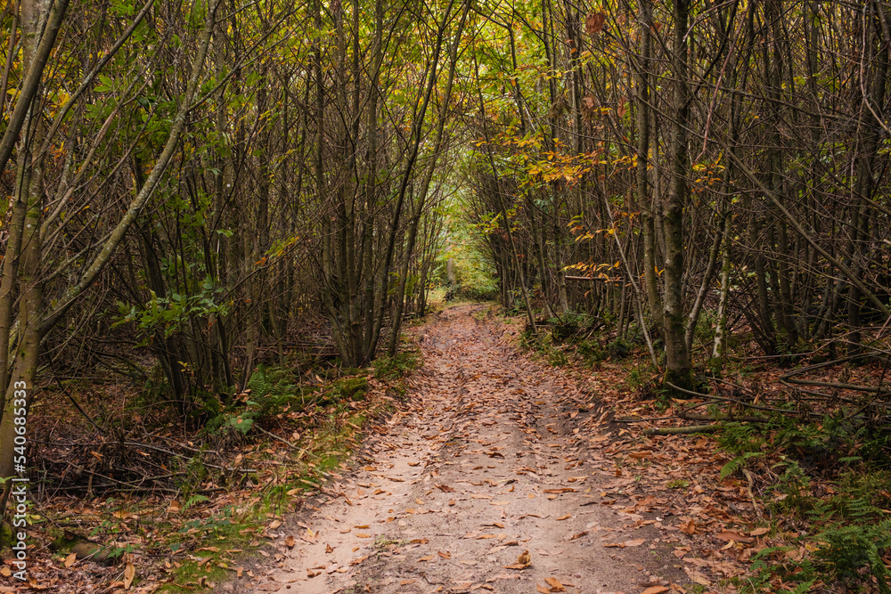 Fototapeta premium Walk through a Chestnut coppice