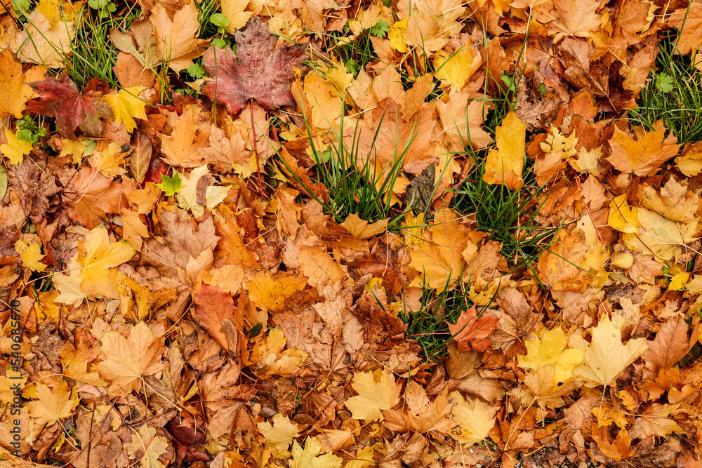 Autumn Leaves and Colour