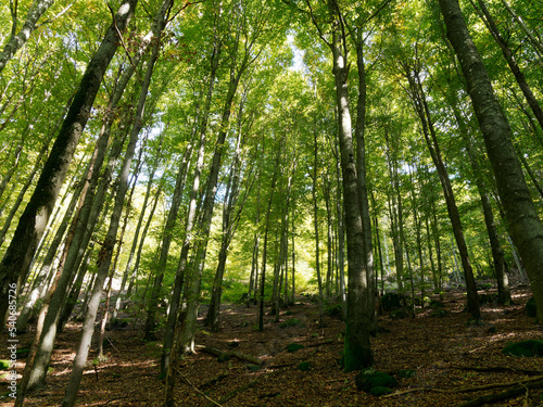 Hotzenwald im S  dschwarzwald - Hotzenpfad richtung Pirschweg   Klingenfelsen und Waldberg. Dichter Wald aus hohe Tannen und Buchen mit kolossalen Granitbl  cken   bers  t ist